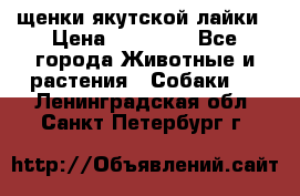щенки якутской лайки › Цена ­ 15 000 - Все города Животные и растения » Собаки   . Ленинградская обл.,Санкт-Петербург г.
